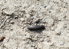 Lacon punctatus