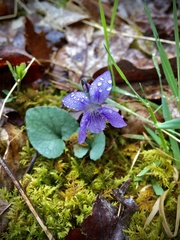 Viola walteri