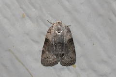 Polygrammate cadburyi