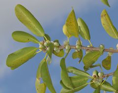 Ficus burkei