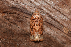 Argyrotaenia tabulana