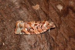 Argyrotaenia tabulana