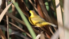 Geothlypis flavovelata