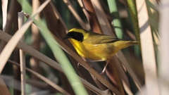 Geothlypis flavovelata