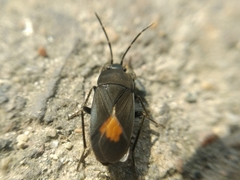 Aphanus rolandri