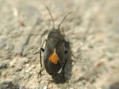 Aphanus rolandri