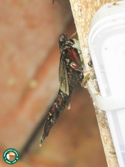 Atractocerus brasiliensis