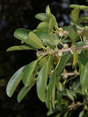 Ficus burkei