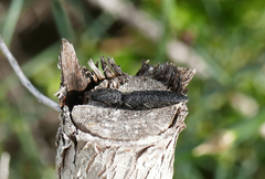 Lacon punctatus