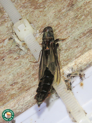 Atractocerus brasiliensis