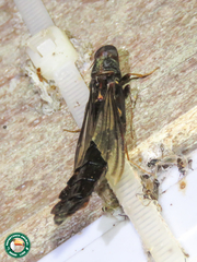 Atractocerus brasiliensis