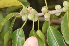 Ficus burkei