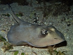 Trygonoptera personata