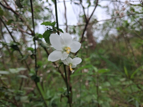 Tiny White Wild Hibiscus