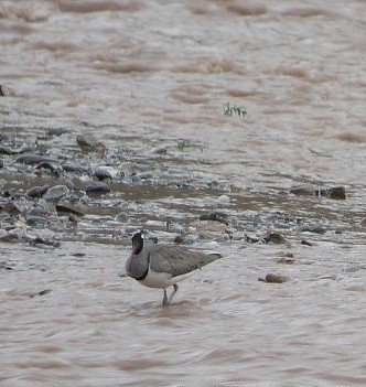 Ibisbill illustration