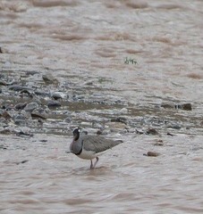 Ibidorhyncha struthersii