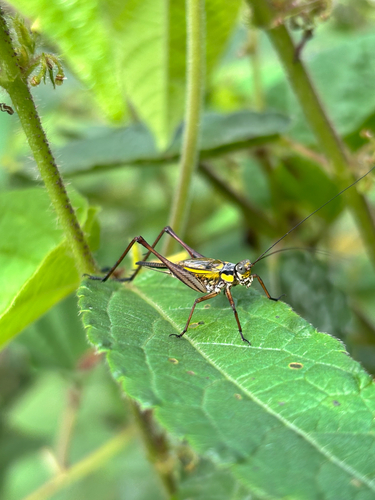 Nisitrus vittatus
