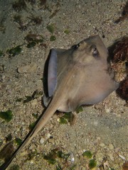 Trygonoptera personata