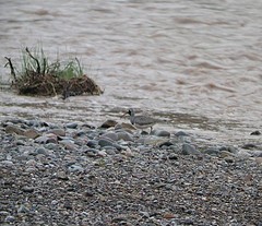 Ibidorhyncha struthersii