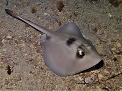 Trygonoptera personata