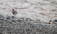 Ibidorhyncha struthersii