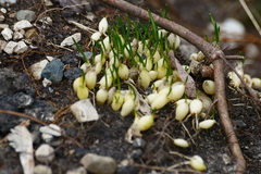 Ornithogalum umbellatum