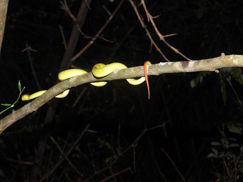 White-lipped Island Pitviper