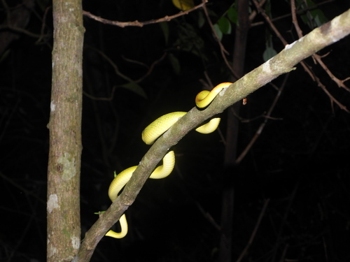 White-lipped Island Pitviper