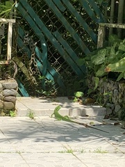 Iguana iguana