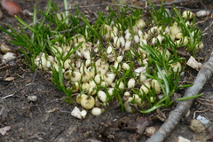 Ornithogalum umbellatum