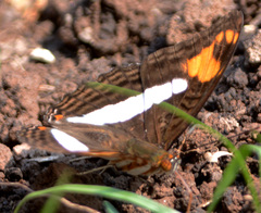 Adelpha erotia
