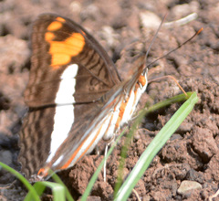 Adelpha erotia