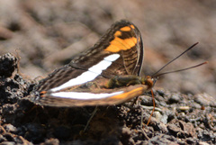 Adelpha erotia