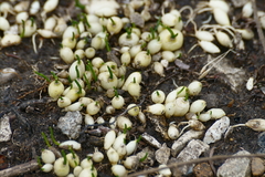Ornithogalum umbellatum