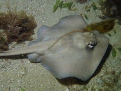 Trygonoptera personata