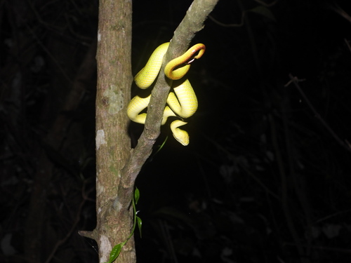 White-lipped Island Pitviper
