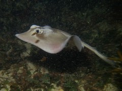 Trygonoptera personata