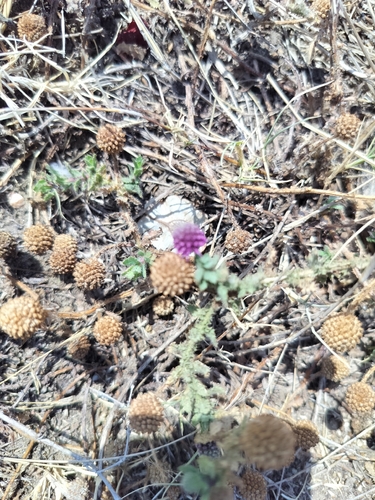 Sphaeranthus indicus, photograph 1