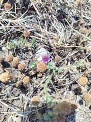 Sphaeranthus indicus