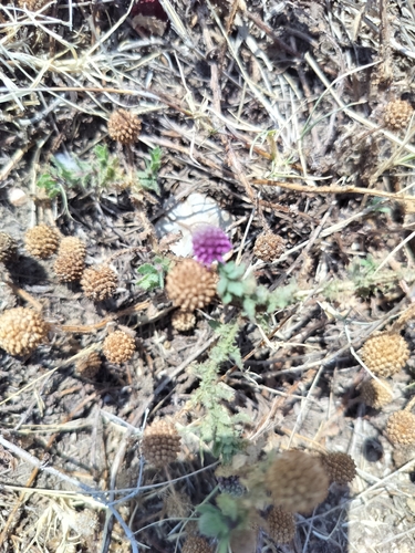 Sphaeranthus indicus, photograph 2