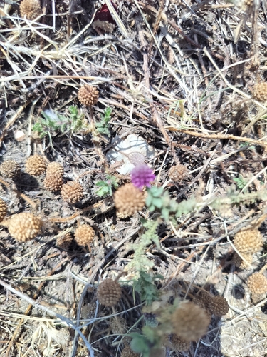 Sphaeranthus indicus, photograph 3