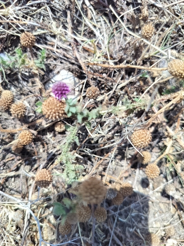 Sphaeranthus indicus, photograph 4
