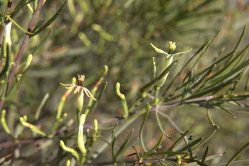 Mulga Mistletoe