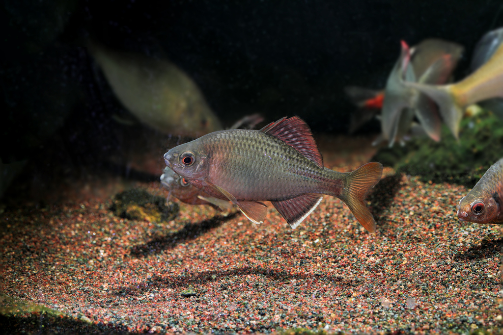 Barbel bitterling (Acheilognathus barbatus) — Cyprinidae