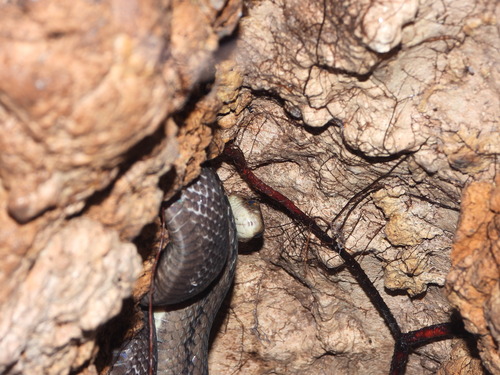Sunda Rat Snake