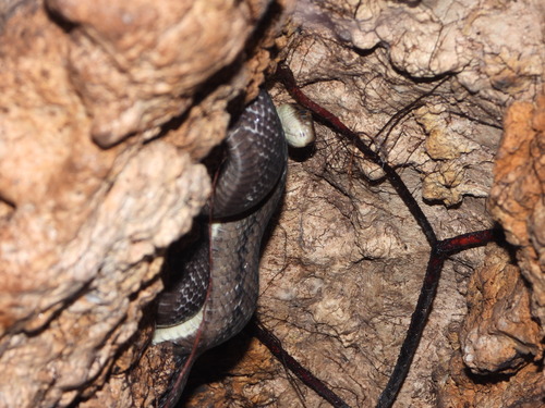 Sunda Rat Snake