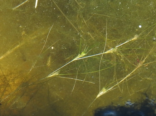 Althenia filiformis (Althenia filiformis)