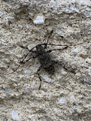 Graphisurus fasciatus