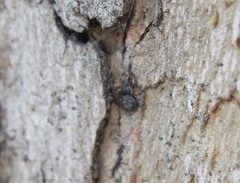 Bassaniana utahensis
