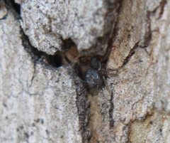 Bassaniana utahensis